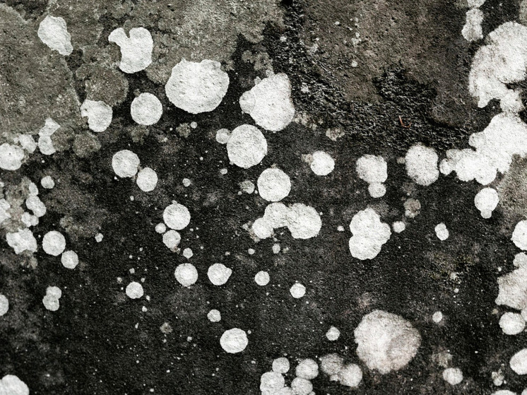 Самарцам рассказали о действенном методе, как избавиться от плесени