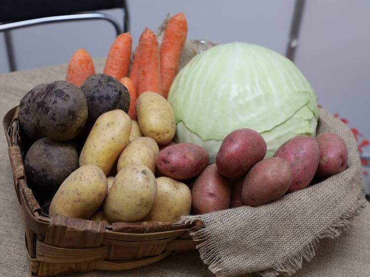 Более 90 тысяч тонн картофеля собрали вологодские аграрии