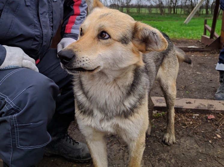 Чипирование собак на Вологодчине частично оплатят штрафами с нерадивых хозяев
