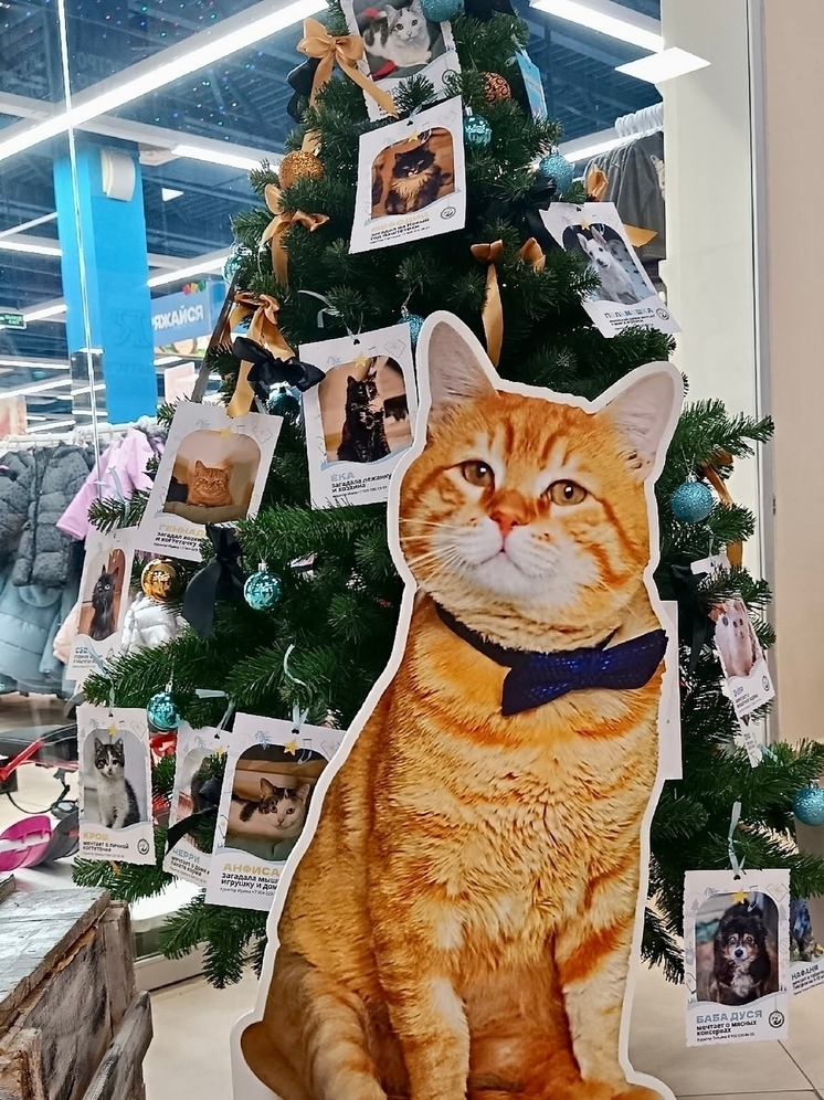 В Твери появилась елка с желаниями бездомных животных