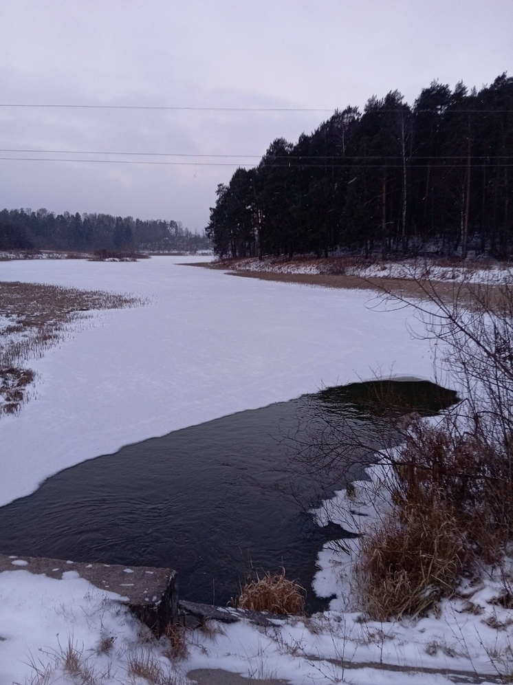Костромской хэппи-энд: «судиславский лебедь» все-таки улетел на юг