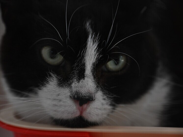 На Украине двое детей пострадали из-за укуса кота, больного бешенством