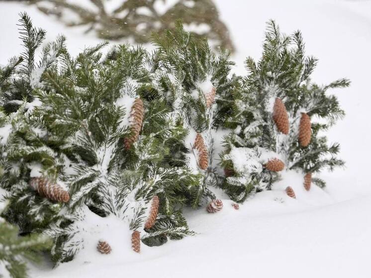 Еще три нарушения при продаже елок выявили в Челябинске