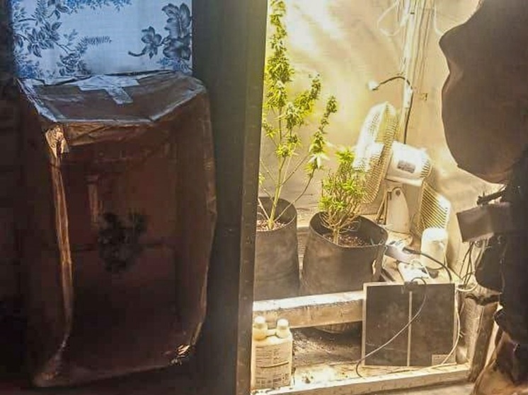 "Не прибыли ради, ради души". В Гдовском районе пресечено выращивание марихуаны