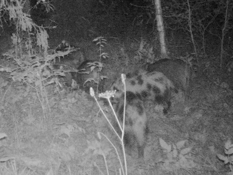 В фотоловушку Рдейского заповедника впервые попали пятнистые кабаны