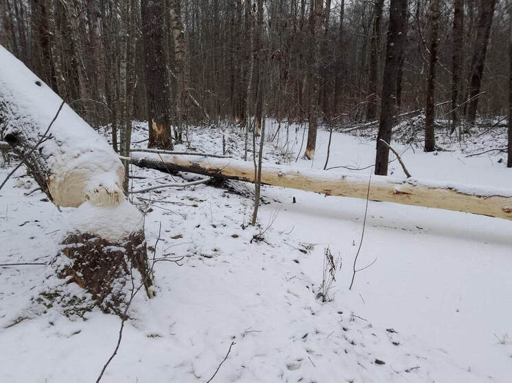 Бобры под Сестрорецком занялись активной стройкой и свалили 20 деревьев