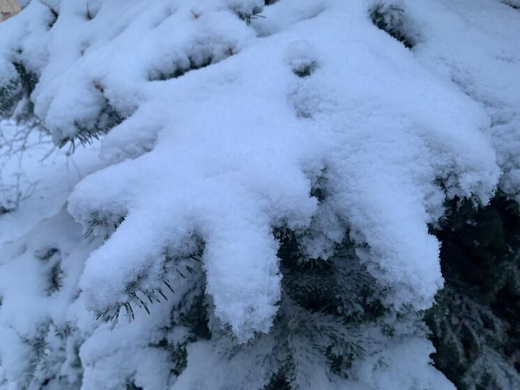 Морозы вернутся в Воронежскую область после оттепели