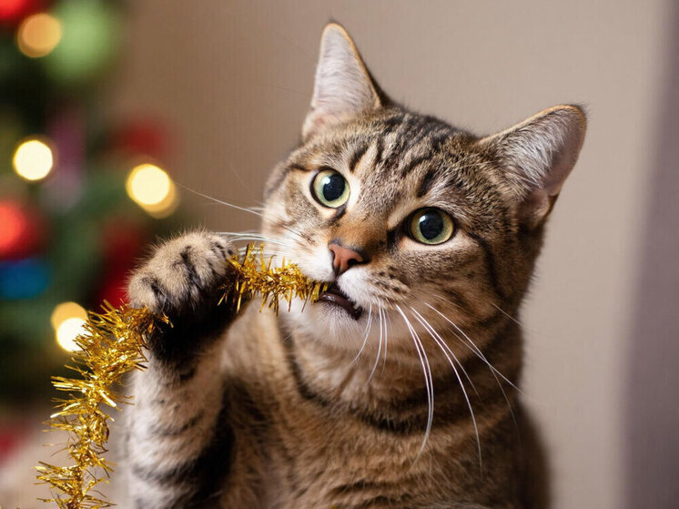 Ветеринар рассказал забайкальцам о смертельной опасности для кошек в Новый год