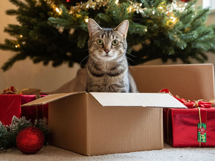 Ветеринарный врач рассказал забайкальцам, что подарить коту на Новый год