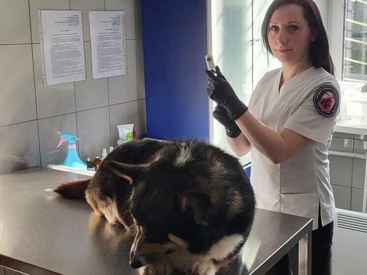 В Подмосковье с начала года вакцинировали около 2 миллионов домашних животных