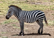На сцене Мелитопольского государственного университета (МелГУ) состоялась первая премьера только что созданного молодежного театра