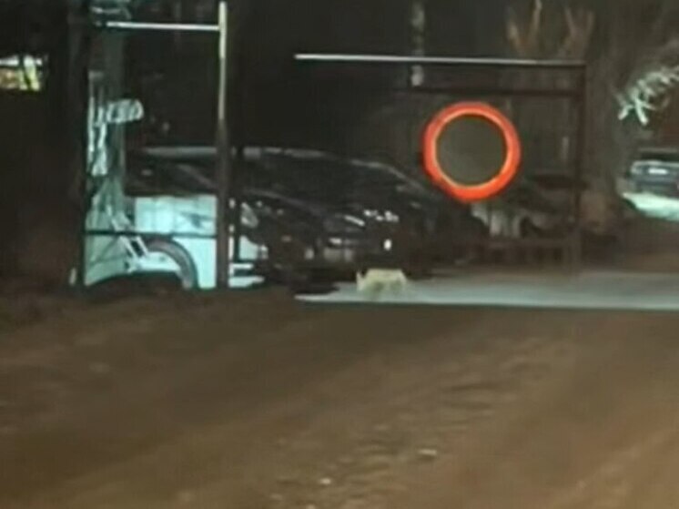 Туляки заметили двух прогуливающихся лис в центре города