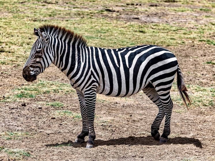 На сцене Мелитопольского государственного университета (МелГУ) состоялась первая премьера только что созданного молодежного театра
