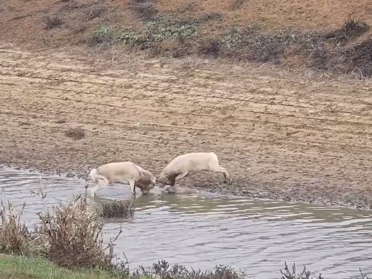 Кого в Калмыкии назвали степными рыцарями