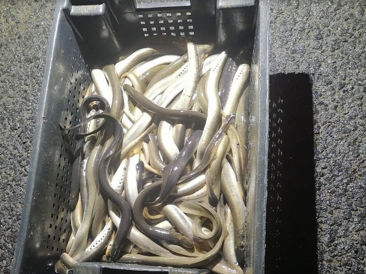 Опасная минога: пограничники арестовали 1200 кг рыбы из Архангельской области