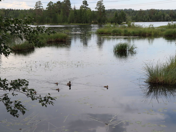 Два жителя Карелии обязаны ликвидировать сооружения на своих земельных участках по решению суда