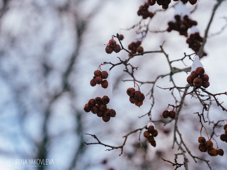 Дождь и +5°C ожидают Карелию 18 декабря