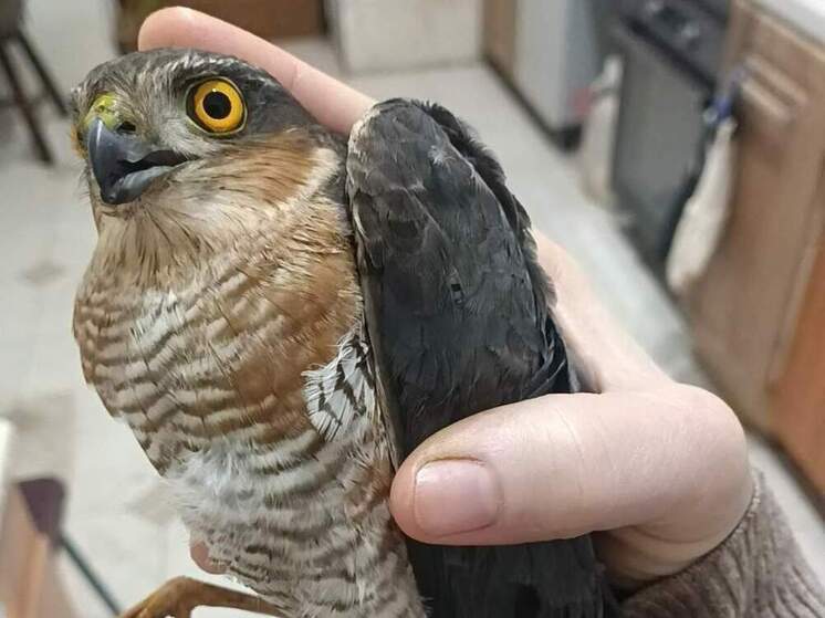 Домашний кот в Курской области поймал и принёс хозяйке живого ястреба