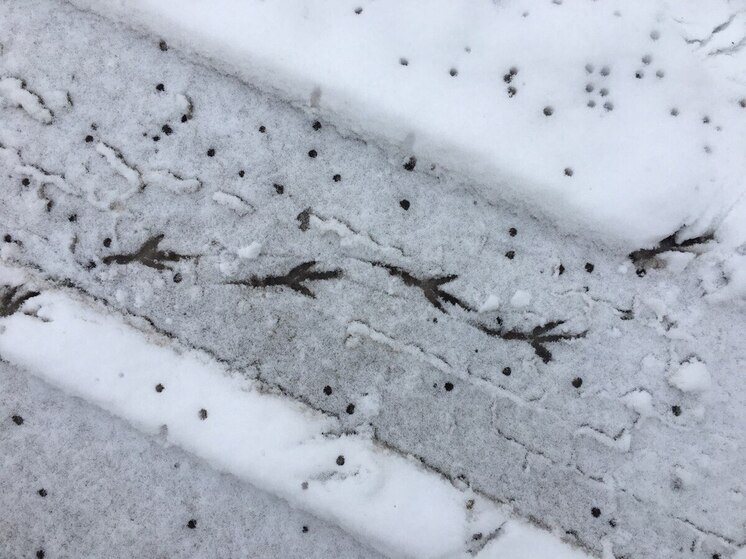 В Воронежскую область пришел теплый циклон