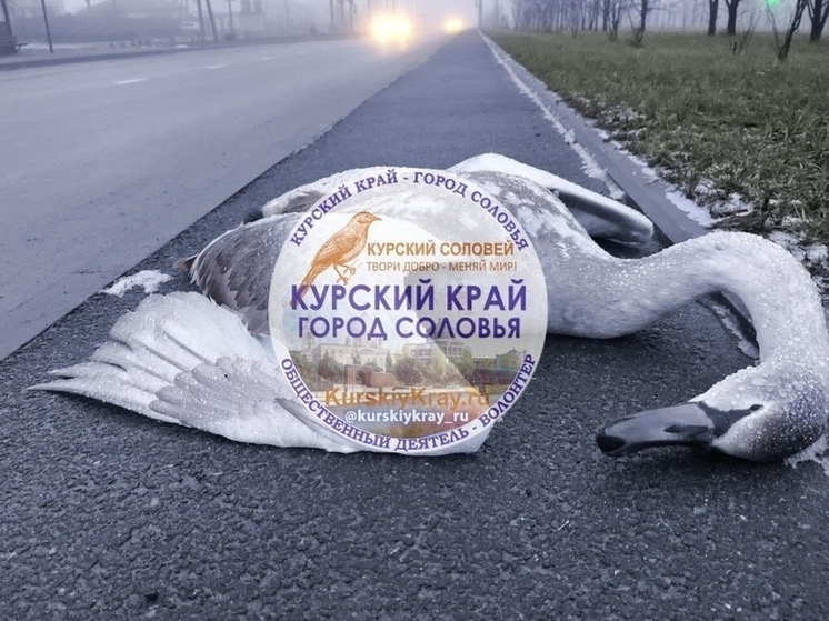 На улице Просторной в Курске обнаружен мёртвый лебедь со следами крови