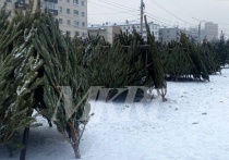 С 15 декабря по всей Чите начали работать елочные базары