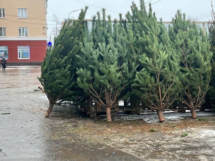В Ливнах заработали ёлочные базары
