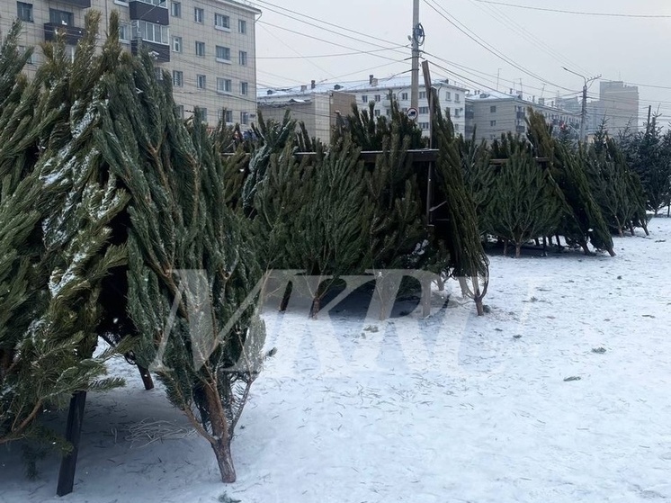 Ёлки-иголки. «МК в Чите» узнал, чем богаты ёлочные базары города