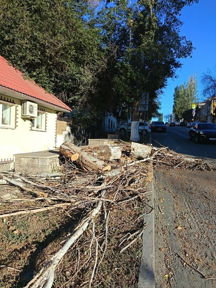В 4,5 раза меньше нормы: эксперты встревожены количеством деревьев в Самаре