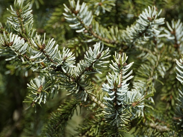 В Хабаровске откроются точки продажи новогодних елей