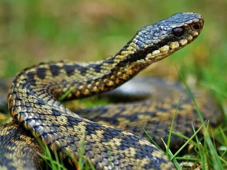 На Кубани хозяйка дома на протяжении года жила бок о бок с гадюкой