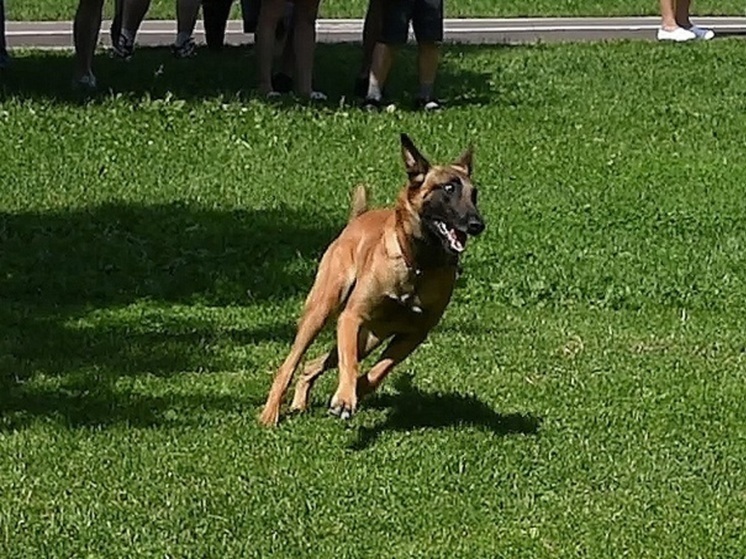 Администрация Тулы выплатить 75 тыс руб за укус ребенка бродячей собакой