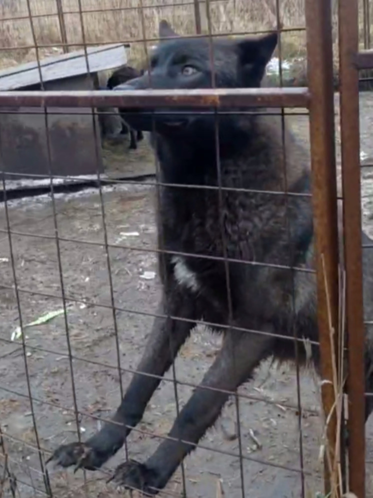 В калужском «Фениксе» подготовили подарки для благотворителей