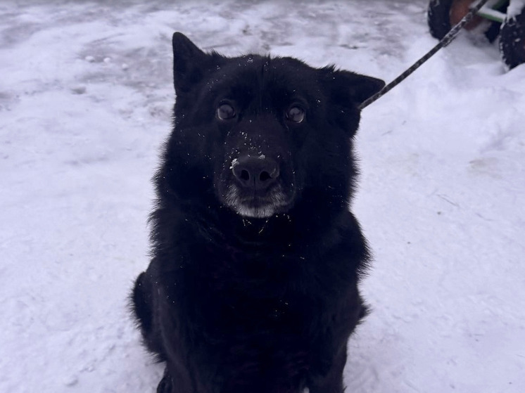 УФСИН Архангельской области ищет хозяев для служебных собак