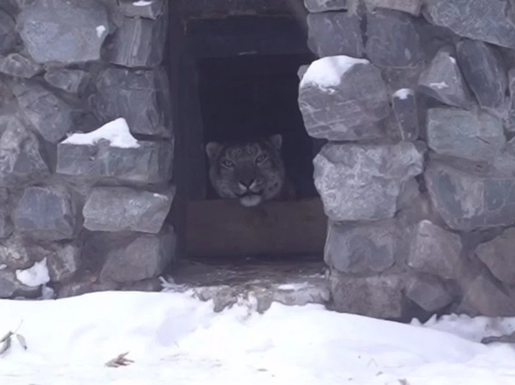В Новосибирском зоопарке поселилась снежная барсиха Серебряна из Челябинска