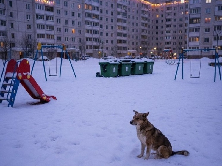 У Сорска закончились деньги на отлов безнадзорных собак