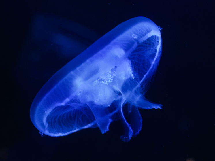 SHOT ПРОВЕРКА: Российские отдыхающие пострадали от нападения медуз на Гоа