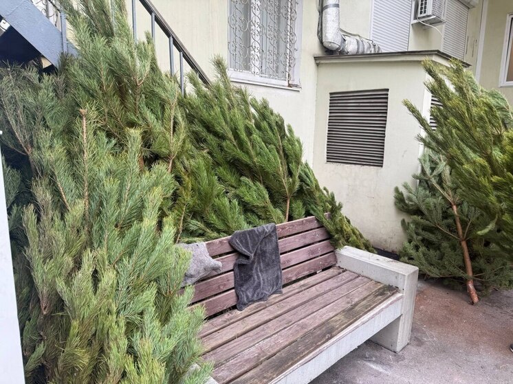 В Ялте перед Новым годом изъяли 50 сосен с нелегальной ёлочной точки