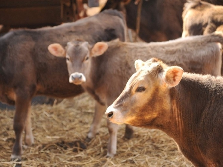 Карантин по бруцеллезу отменили в двух сельских поселениях под Волгоградом