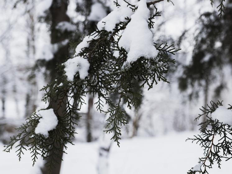 Морозы до -42°С накроют Томскую область на этой неделе