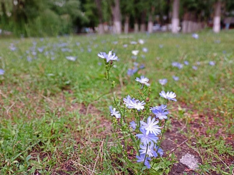 Депутат предложил развивать в Саратовской области выращивание лекарственных трав