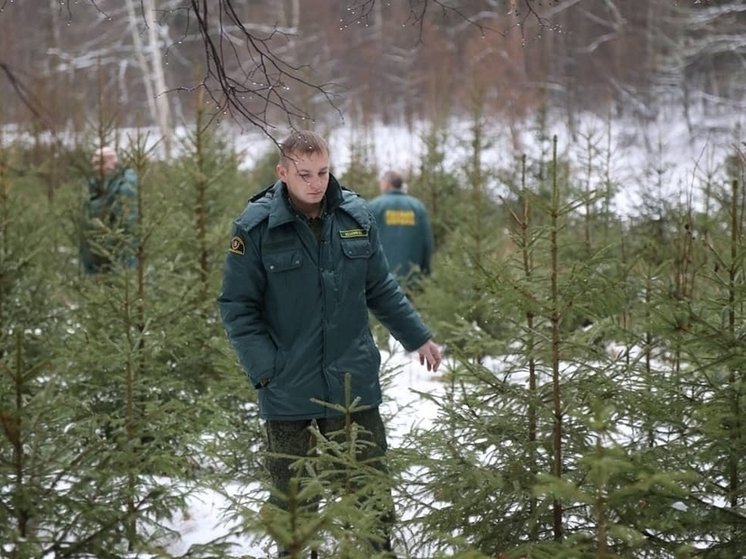 В Серпухове усилили охрану хвойных молодняков