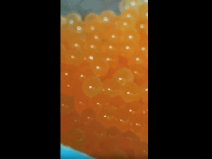 В 2026 году в реки Сочи планируется выпустить 100 тысяч штук молоди черноморского лосося