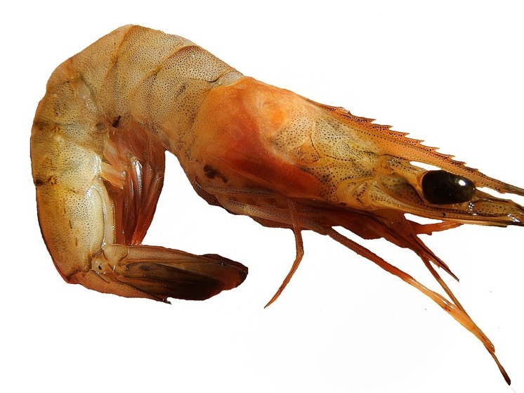 Добычу креветки у берегов Хабаровского края могут приостановить