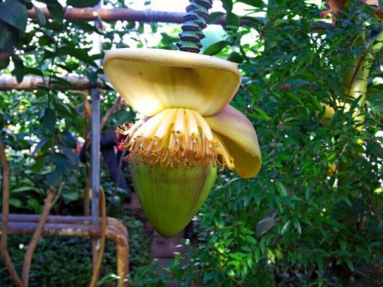 В Саратовской думе обсудили выращивание какао, бананов и ананасов