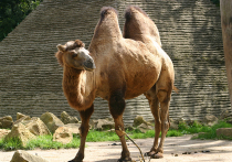 Во время рождественского представления в баптистской церкви «Чемпион Форест» в Хьюстоне (США) верблюд, участвовавший в шоу, лягнул задней ногой женщину, сидевшую в проходе