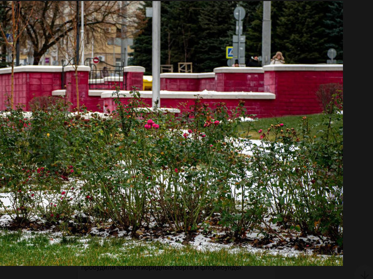 Бутоны в снегу: в Иосафском сквере Белгорода в разгар декабря зацвели розы