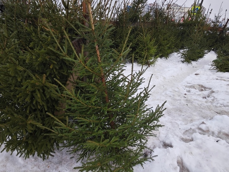 Елочные базары начинают работать в Вологде