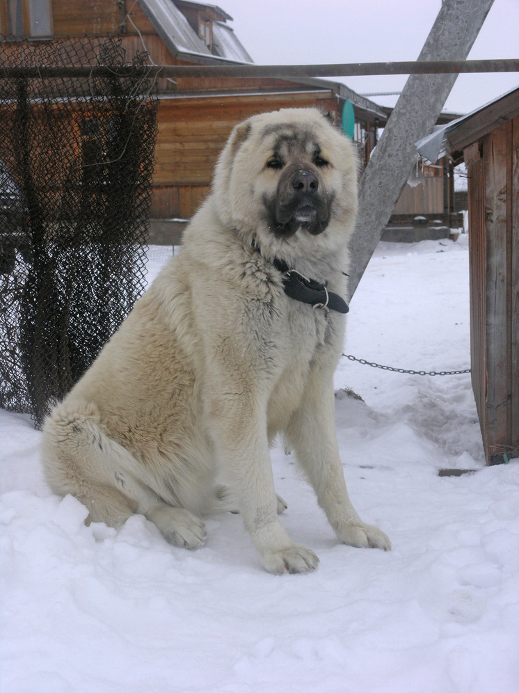 В Москве семья напала на соседа из-за его собаки без намордника