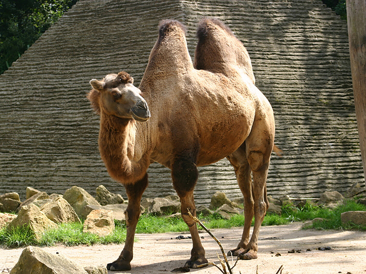 Верблюд лягнул зрительницу на праздничном шоу в церкви