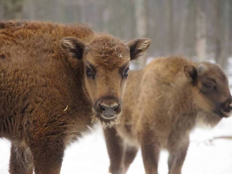 Выходные на диване? Нет, каникулы в серпуховском заповеднике!